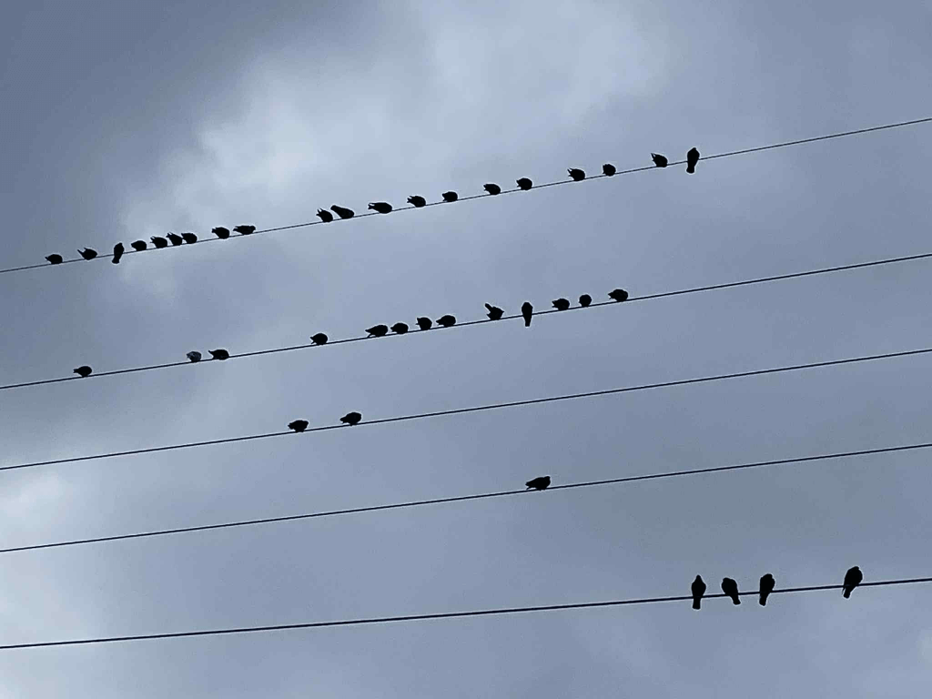Songbirds on the wires