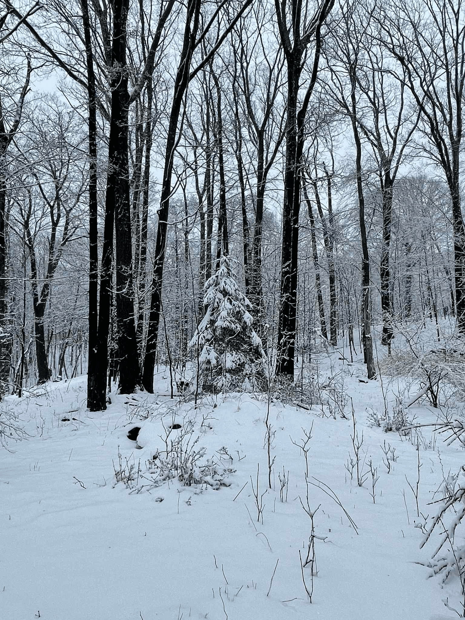 Winter forest edge