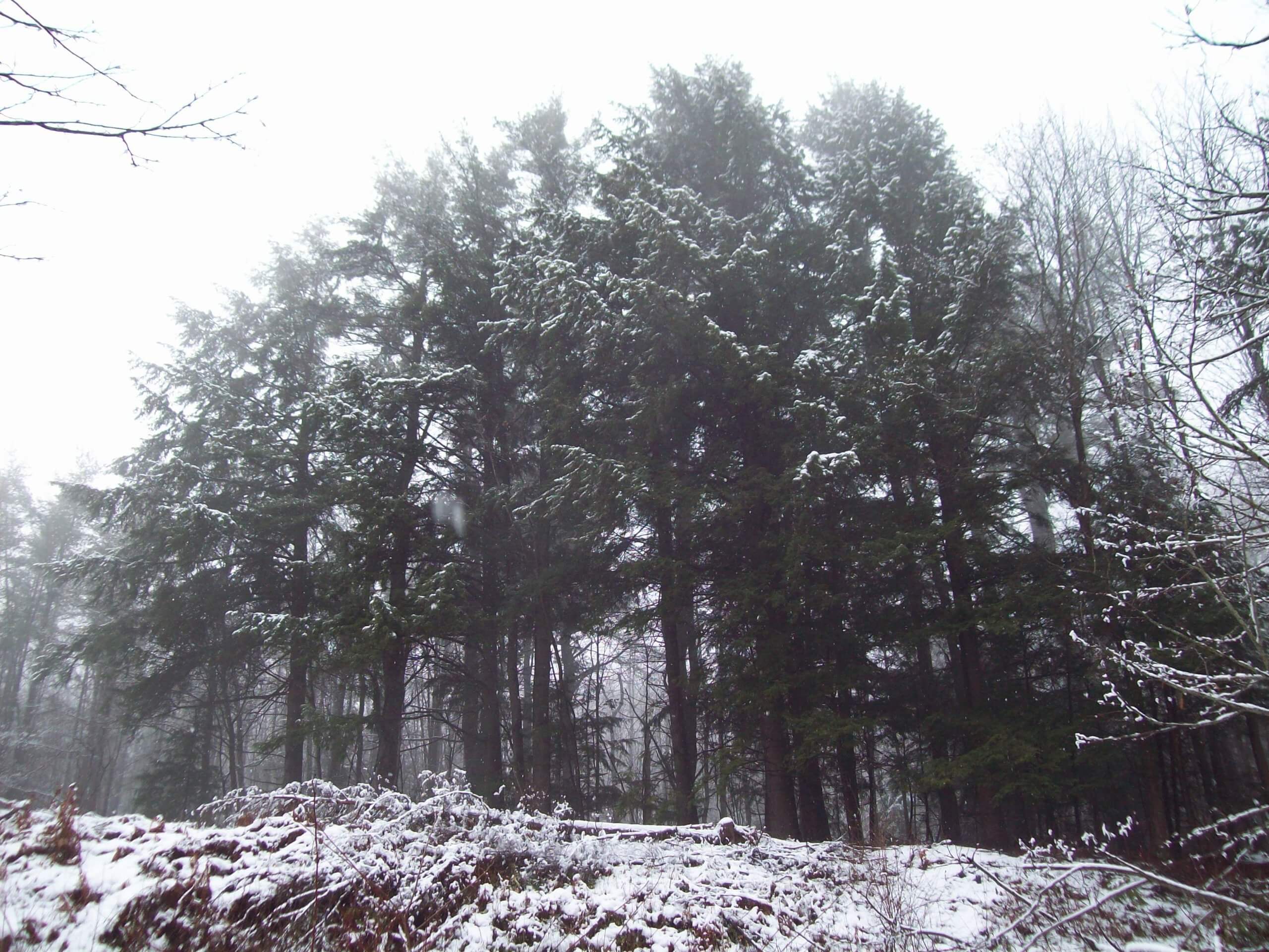 Evergreens in the snow
