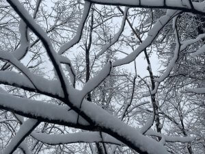 Heather Pankl winter branches