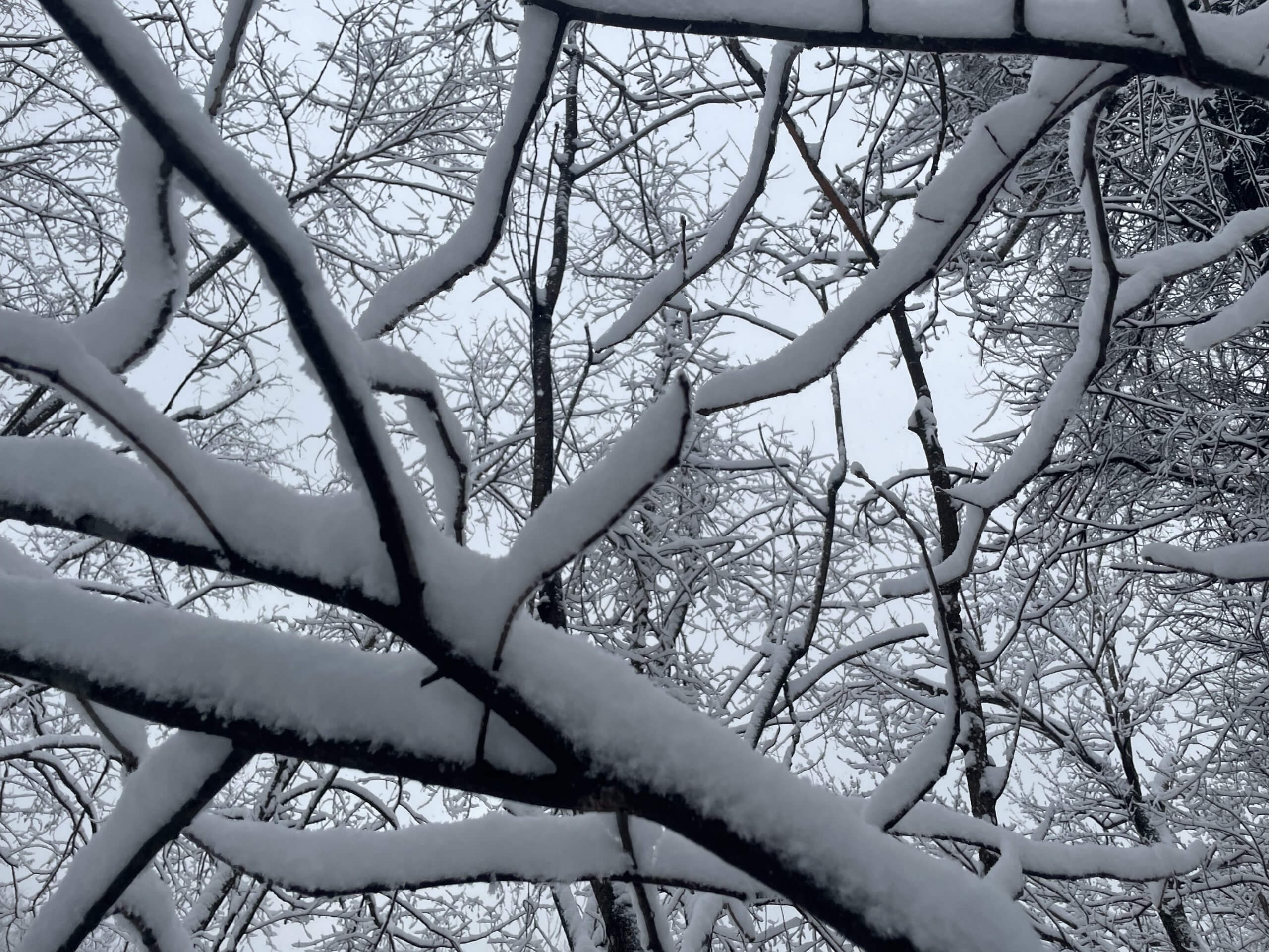 Heather Pankl_winter