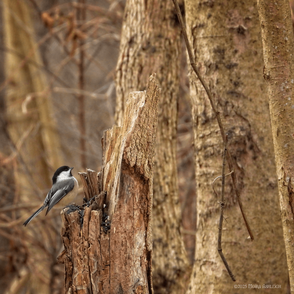 black capped chickadee