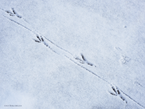 crow tracks