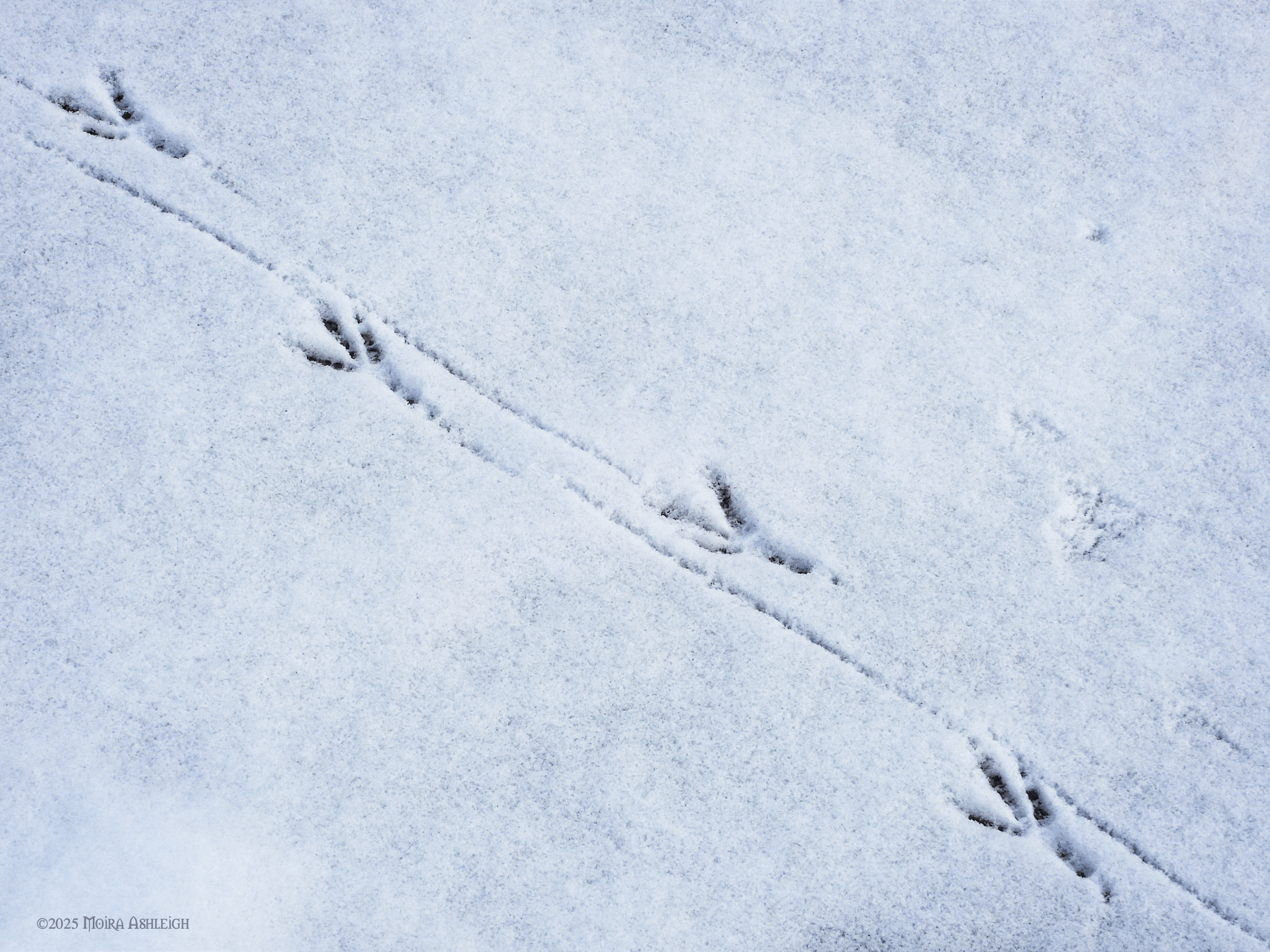 crow tracks