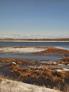 Winter Marsh