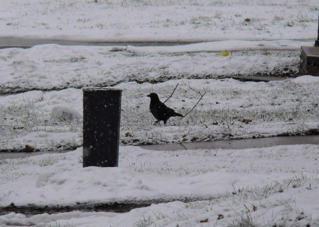 Crow in the snow