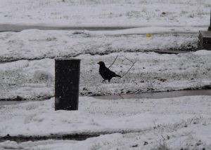 Crow in the snow