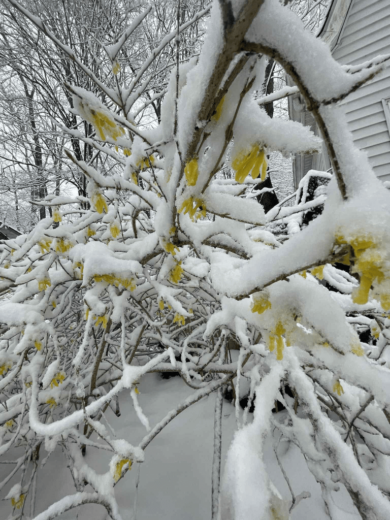 snow covered forsithia