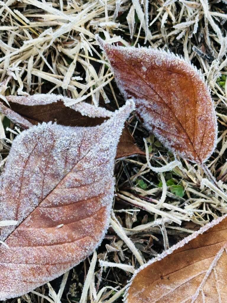 First Frost - Kim Hopkins
