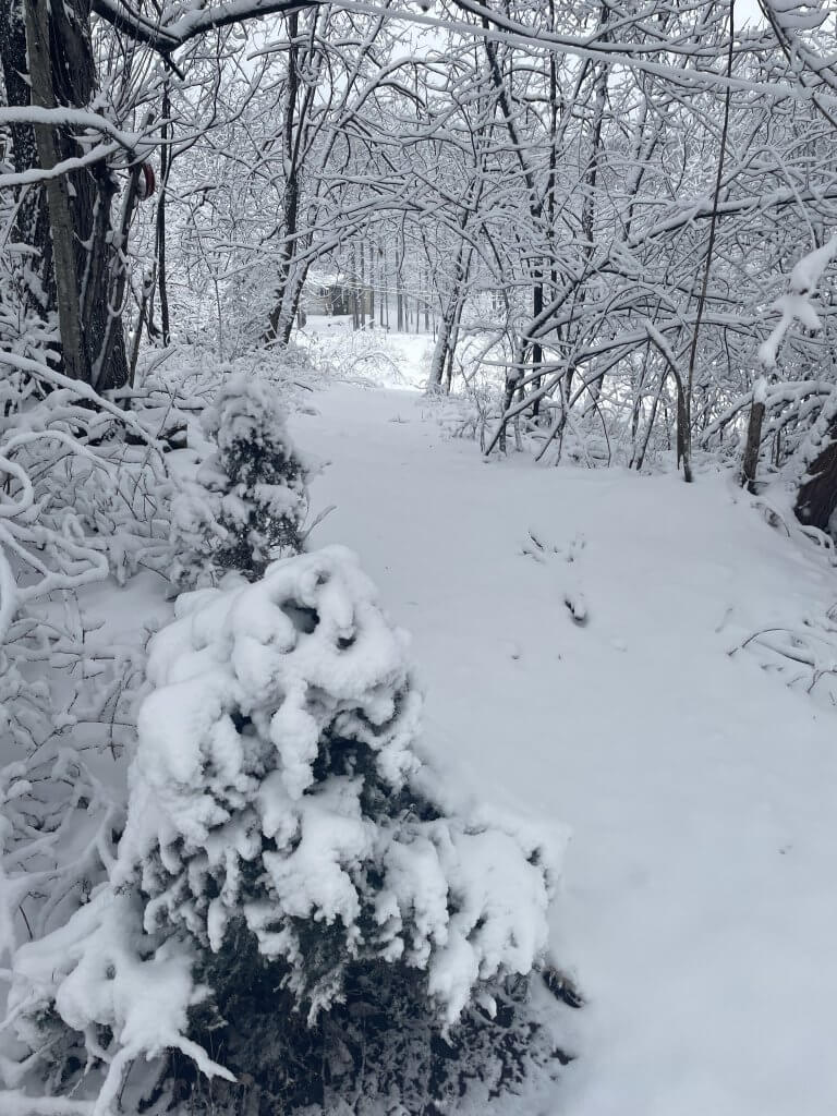 winter path