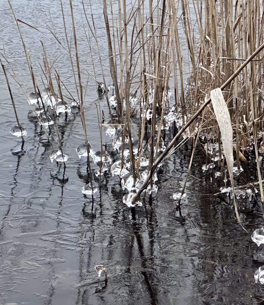 Ornaments - Kim Hopkins