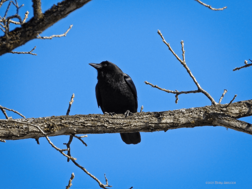 Crow on a branch