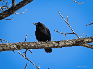 Crow on a branch