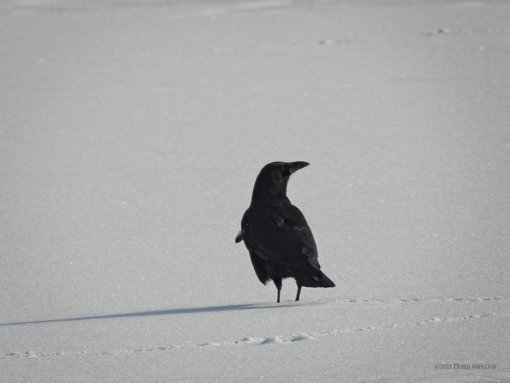 crow in the snow