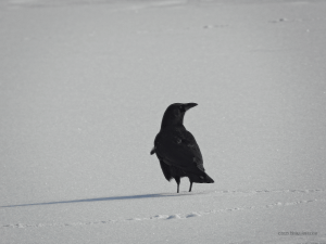 crow in the snow